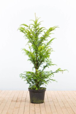 Eiben / Taxus Baccata 100-120 cm - Topf