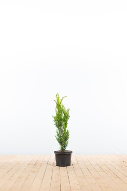 Eiben / Taxus Media Hillii 60-80 cm - Topf