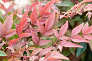 Himmelsbambus Nandina domestica 'Obsessed' Topf Nandina domestica 'Obsessed'
