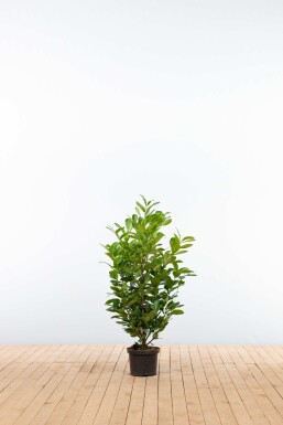 Kirschlorbeer / Prunus Laurocerasus Etna 100-125 cm - Topf