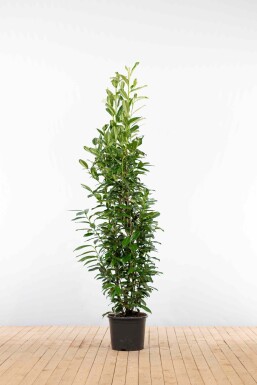 Kirschlorbeer / Prunus Laurocerasus Genolia 175-200 cm - Topf