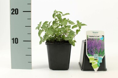 Katzenminze Nepeta faassenii 'Walker's Low' Topf Nepeta faassenii 'Walker's Low'