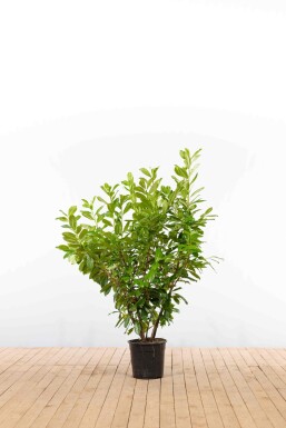 Kirschlorbeer / Prunus Laurocerasus Novita 125-150 cm - Topf