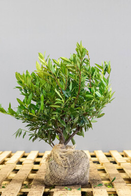 Kirschlorbeer / Prunus Laurocerasus Otto Luyken 40-50 cm - Topf