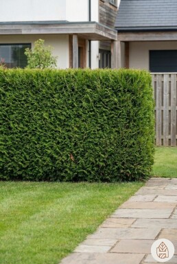 Lebensbaum / Thuja Occidentalis Brabant 160-180 cm - Topf
