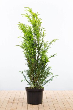 Eiben / Taxus Baccata 120-140 cm - Topf