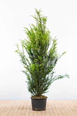 Eiben / Taxus Baccata 140-160 cm - Topf