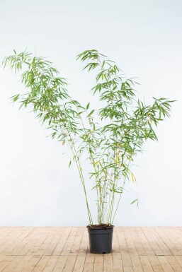 Bambus / Fargesia Rufa 175-200 cm - Topf