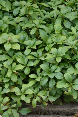 Dickmännchen Pachysandra terminalis Topf Pachysandra terminalis