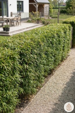 Bambus / Phyllostachys Bissetii 250-275 cm - Topf