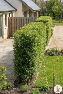 Schwarzer Bambus / Phyllostachys Nigra 225-250 cm - Topf