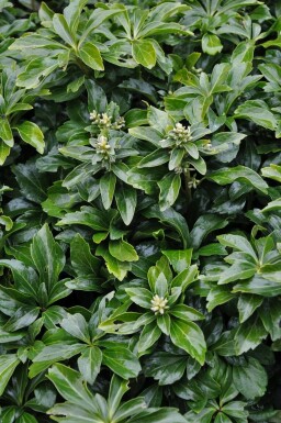 Dickmännchen Pachysandra terminalis 'Green Sheen' Topf Pachysandra terminalis 'Green Sheen'