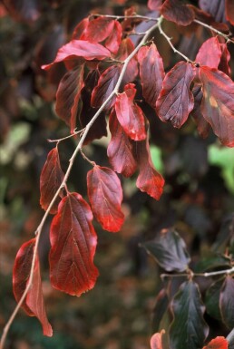 Parrotie Parrotia persica Topf Parrotia persica Strauch