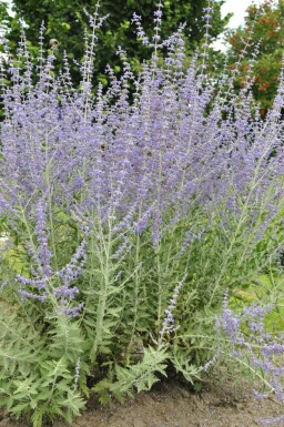 Blauraute Perovskia atriplicifolia 'Blue Spire' Topf Perovskia atriplicifolia 'Blue Spire'