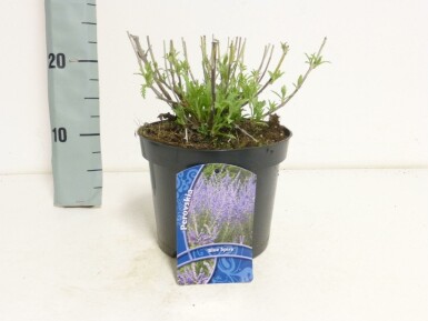 Blauraute Perovskia atriplicifolia 'Blue Spire' Topf Perovskia atriplicifolia 'Blue Spire'