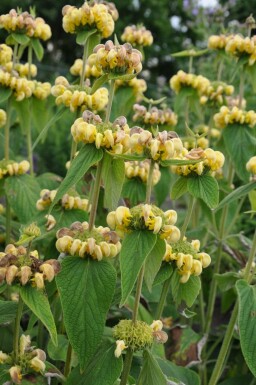 Brandkraut Phlomis russeliana Topf Phlomis russeliana