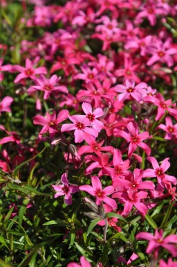Moosphlox Phlox subulata 'Atropurpurea' Topf Phlox subulata 'Atropurpurea'