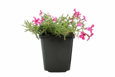 Moosphlox Phlox subulata 'Atropurpurea' Topf Phlox subulata 'Atropurpurea'