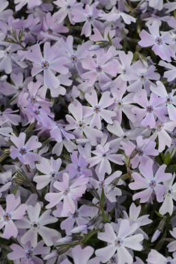 Polster-Phlox Phlox subulata 'Emerald Cushion Blue' Topf Phlox subulata 'Emerald Cushion Blue'