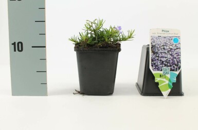 Polster-Phlox Phlox subulata 'Emerald Cushion Blue' Topf Phlox subulata 'Emerald Cushion Blue'