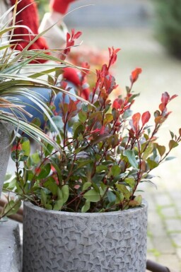 Zwerg-Glanzmispel Photinia fraseri 'Little Red Robin' Topf Photinia × fraseri 'Little Red Robin'