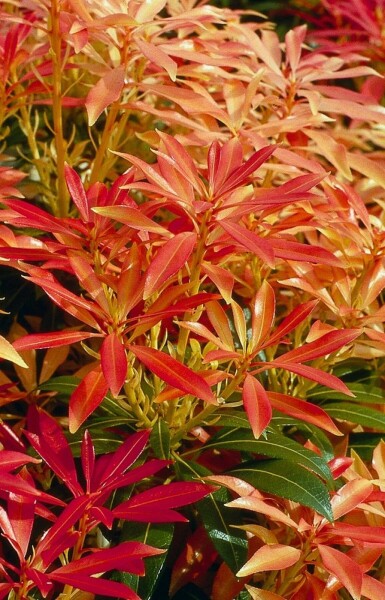 Japanische Lavendelheide 'Forest Flame' Pieris 'Forest Flame' strauch 25-30 C2 Pieris 'Forest Flame' Strauch 25-30 cm