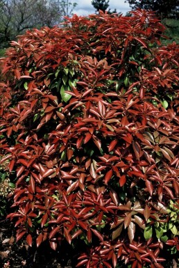 Pieris japonica 'Mountain Fire' Strauch 30-35 cm