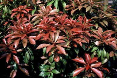 Pieris japonica 'Mountain Fire' Strauch 30-35 cm
