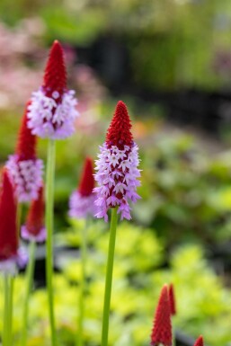 Orchideenprimel Primula vialii Topf Primula vialii