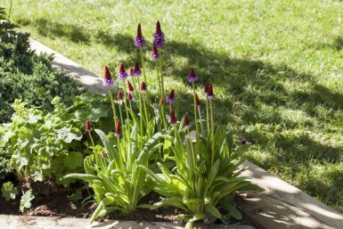 Orchideenprimel Primula vialii Topf Primula vialii
