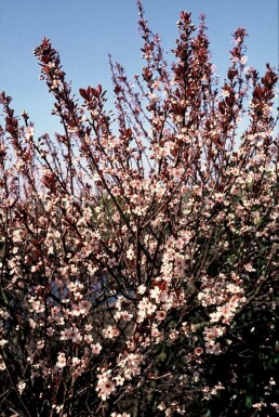 Prunus cistena