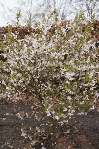 Geschlitzte Kirsche 'Kojou-no-mai' Prunus incisa 'Kojou No Mai' strauch 40-50 C5 Prunus incisa 'Kojou No Mai' Strauch 40-50 cm