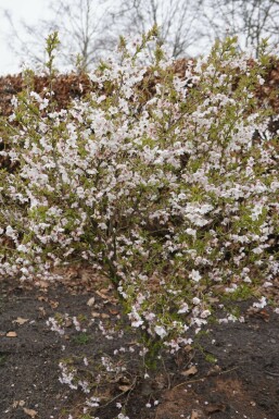 Geschlitzte Kirsche 'Kojou-no-mai' Prunus incisa 'Kojou No Mai' strauch 40-50 C5 Prunus incisa 'Kojou No Mai' Strauch 40-50 cm