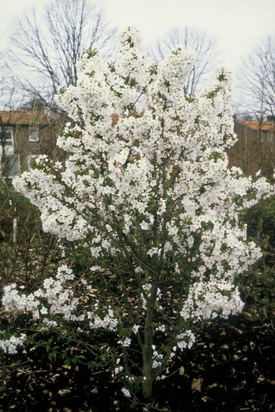 Kurilen-Kirsche 'Brillant' Prunus nipponica 'Brillant' strauch 60-70 C12 Prunus nipponica 'Brillant' Strauch 60-70 cm