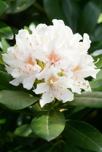 Rhododendron 'Cunningham's White' Rhododendron 'Cunningham's White' strauch 40-50 C5 Rhododendron 'Cunningham's White' Strauch 40-50 cm