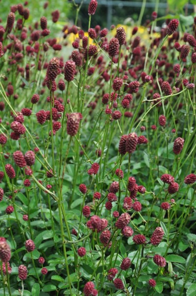 Purpur-Wiesenknopf Sanguisorba officinalis 'Tanna' 5-10 Topf 2 ltr. (C2) Sanguisorba officinalis 'Tanna'
