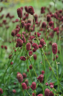 Purpur-Wiesenknopf Sanguisorba officinalis 'Tanna' 5-10 Topf 2 ltr. (C2)