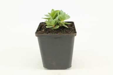 Großes Fettblatt Sedum 'Herbstfreude' Topf Sedum 'Herbstfreude'