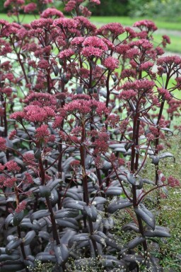 Sedum 'Purple Emperor'