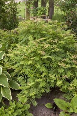 Sibirische Fiederspiere Sorbaria sorbifolia 'Sem' Topf Sorbaria sorbifolia 'Sem' Strauch