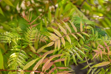 Sorbaria sorbifolia 'Sem'