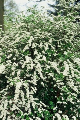 WeiĂe Rispen-Spiere Spiraea cinerea 'Grefsheim' Topf Spiraea cinerea 'Grefsheim' Strauch