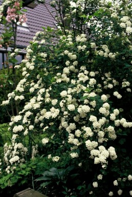 Pracht-Spiere Spiraea vanhouttei Topf Spiraea vanhouttei Strauch