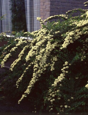 Pracht-Spiere Spiraea vanhouttei Topf Spiraea vanhouttei Strauch
