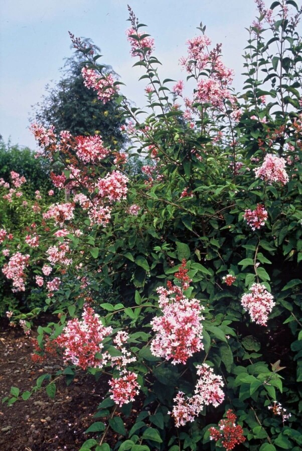 Herbstflieder 'Superba' Syringa microphylla 'Superba' strauch 50-60 C3 Syringa microphylla 'Superba' Strauch 50-60 cm