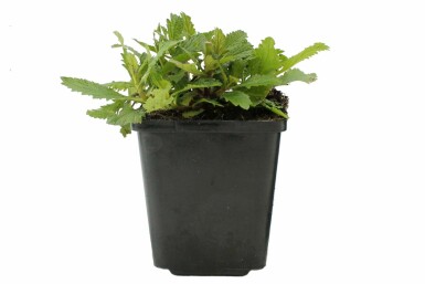 Eisenkraut Verbena bonariensis Topf Verbena bonariensis