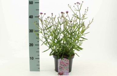 Eisenkraut Verbena bonariensis 'Lollipop' Topf Verbena bonariensis 'Lollipop'