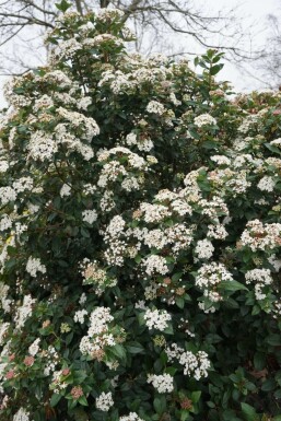 Mittelmeer-Schneeball Viburnum tinus Topf Viburnum tinus Strauch