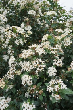 Mittelmeer-Schneeball Viburnum tinus strauch 20-25 C2,5 Viburnum tinus Strauch 20-25 cm
