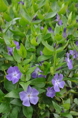Großes Immergrün Vinca major Topf Vinca major